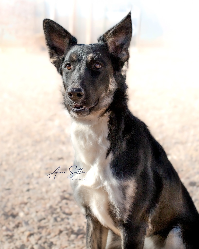 Ari (Ariwe), an adoptable Mixed Breed in Hot Springs, SD, 57747 | Photo Image 1