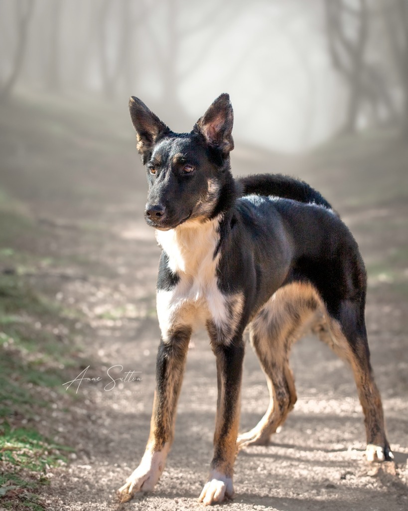 Ari (Ariwe), an adoptable Mixed Breed in Hot Springs, SD, 57747 | Photo Image 2