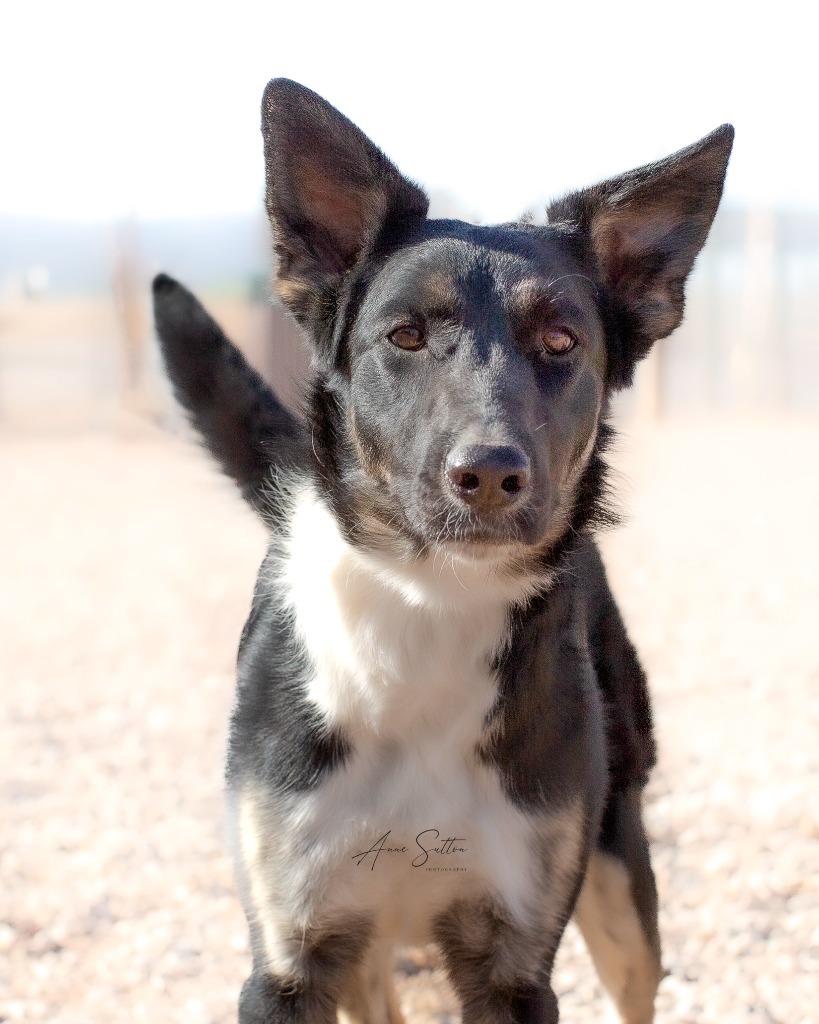 Ari (Ariwe), an adoptable Mixed Breed in Hot Springs, SD, 57747 | Photo Image 3