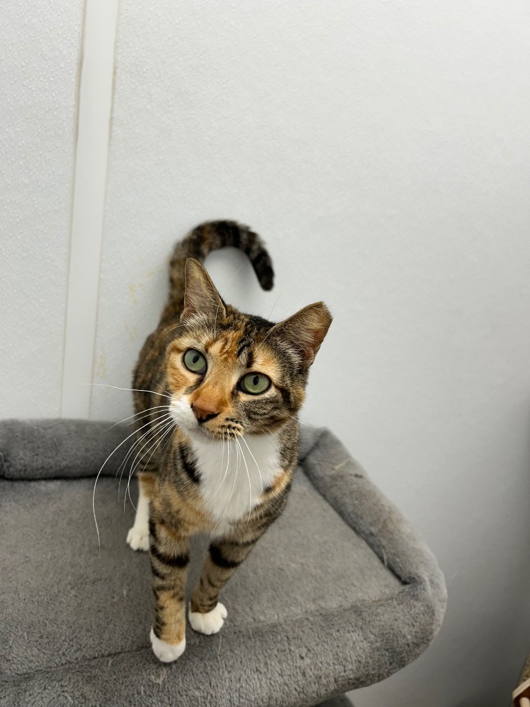 Mrs. Claus, an adoptable Domestic Short Hair in Corpus Christi, TX, 78414 | Photo Image 1