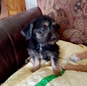 Male puppies for adoption best sale near me