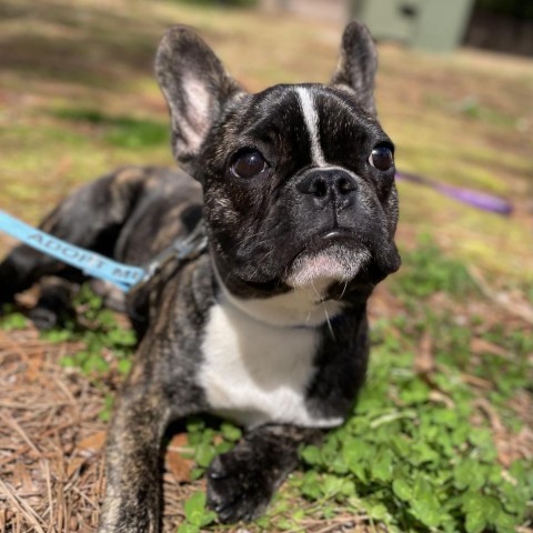 Dog for adoption - General Lee, a French Bulldog & Boston Terrier Mix ...