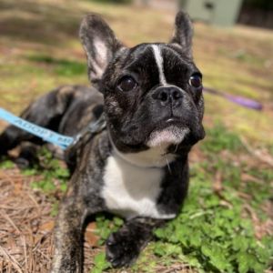 General Lee French Bulldog Dog