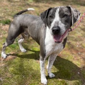 Meet Liam He is an energetic 4 year old Pointer mix who is looking for a forever home He would