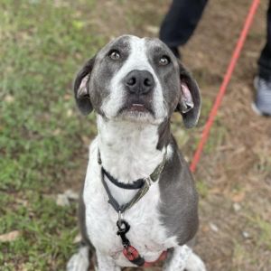 Meet Liam He is an energetic 4 year old Pointer mix who is looking for a forev