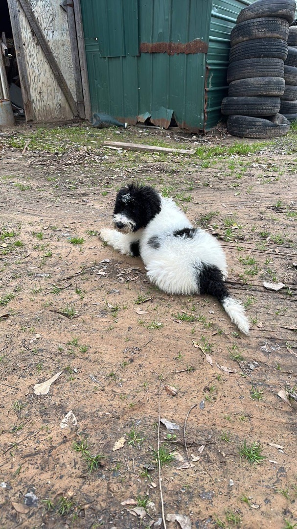 Dog for adoption - Kimzi, a Bernedoodle in Texarkana, TX