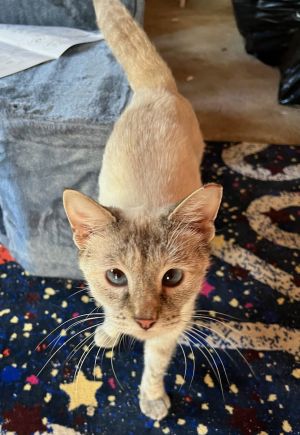 Sassy DC, Adult Female Siamese