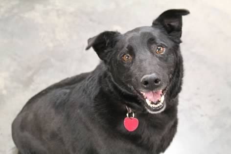 Bear, an adoptable Australian Kelpie in Pierre, SD, 57501 | Photo Image 1