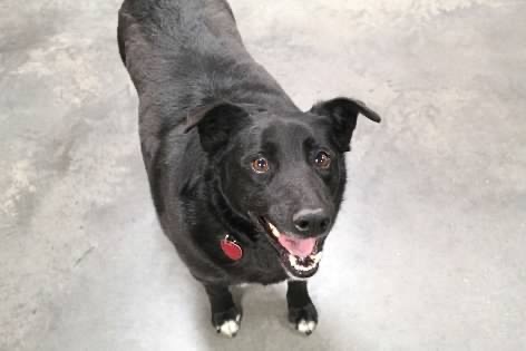 Bear, an adoptable Australian Kelpie in Pierre, SD, 57501 | Photo Image 2