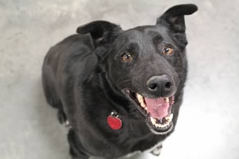 Bear, an adoptable Australian Kelpie in Pierre, SD, 57501 | Photo Image 3