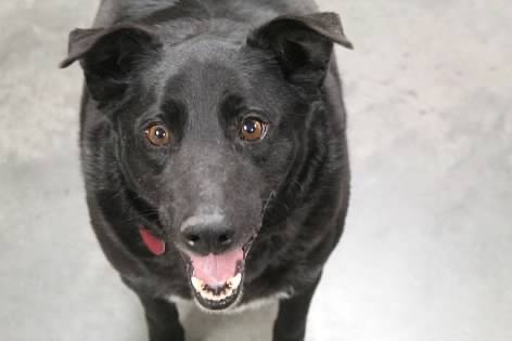 Bear, an adoptable Australian Kelpie in Pierre, SD, 57501 | Photo Image 4