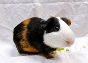 My foster writes Wally is a young lively little kid who enjoys fresh veggies and vitamin C pellets
