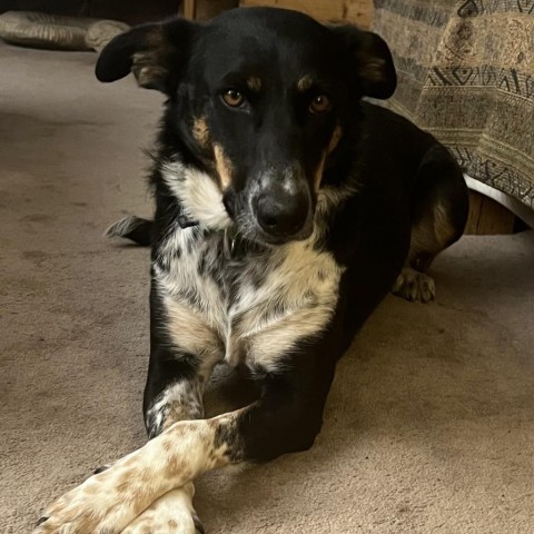 Canto, an adoptable Mixed Breed in Hailey, ID, 83333 | Photo Image 1