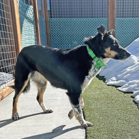 Canto, an adoptable Mixed Breed in Hailey, ID, 83333 | Photo Image 2