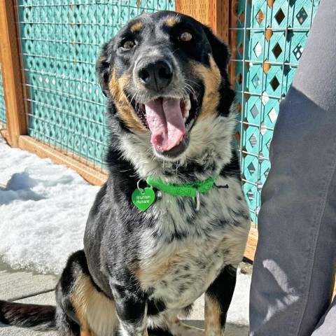 Canto, an adoptable Mixed Breed in Hailey, ID, 83333 | Photo Image 2