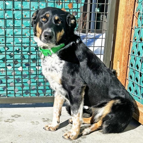 Canto, an adoptable Mixed Breed in Hailey, ID, 83333 | Photo Image 3