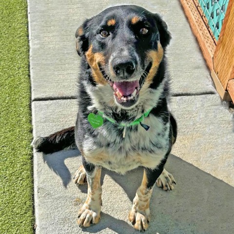 Canto, an adoptable Mixed Breed in Hailey, ID, 83333 | Photo Image 3