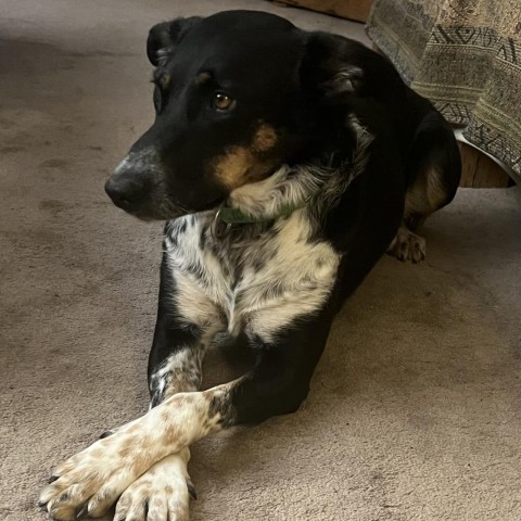 Canto, an adoptable Mixed Breed in Hailey, ID, 83333 | Photo Image 4