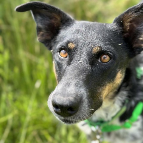 Canto, an adoptable Mixed Breed in Hailey, ID, 83333 | Photo Image 4