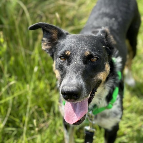 Canto, an adoptable Mixed Breed in Hailey, ID, 83333 | Photo Image 5