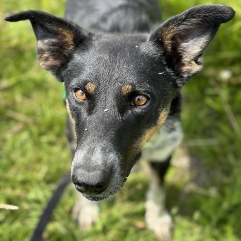 Canto, an adoptable Mixed Breed in Hailey, ID, 83333 | Photo Image 5