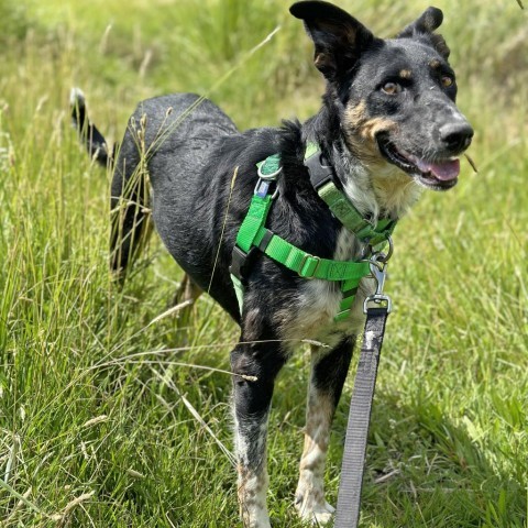 Canto, an adoptable Mixed Breed in Hailey, ID, 83333 | Photo Image 6