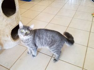 Tommy, Adult Male unknown