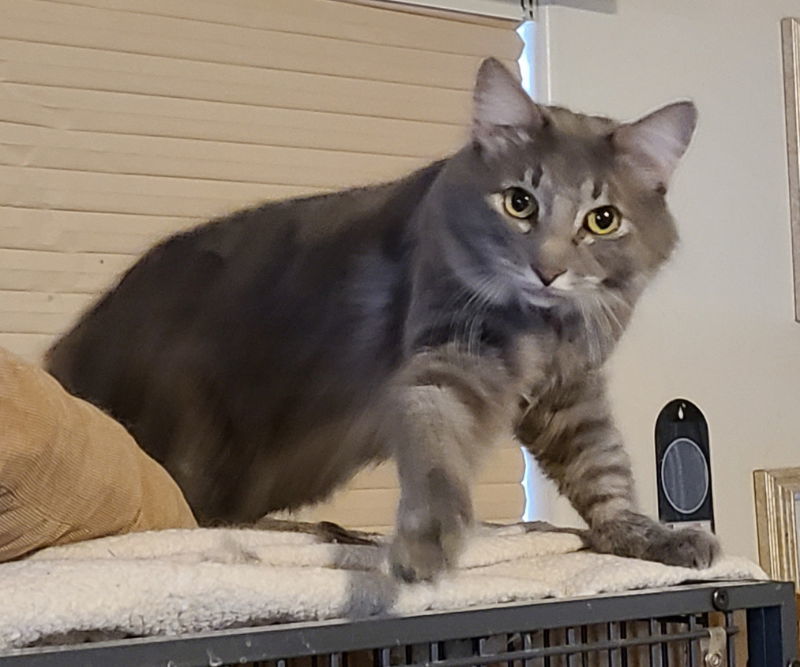 Tommy, an adoptable Domestic Long Hair, Tabby in Mesa, AZ, 85205 | Photo Image 2