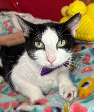 PIPER, Adult Female Domestic Short Hair