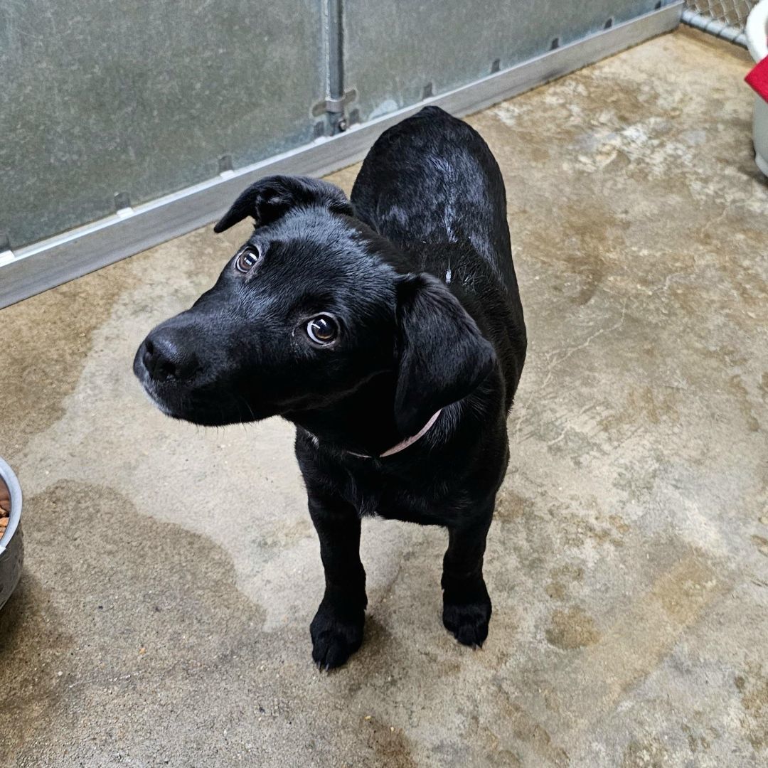 Dog for adoption Maggie a Labrador Retriever Mix in Searcy AR