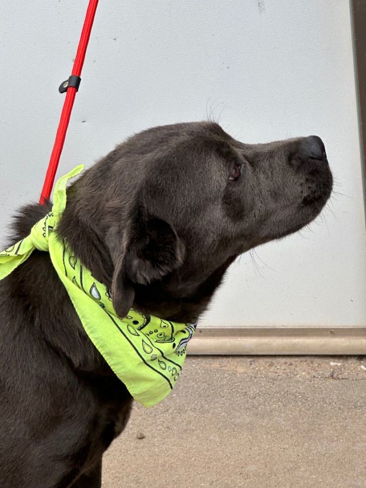 Dog for adoption BLUE a Labrador Retriever American