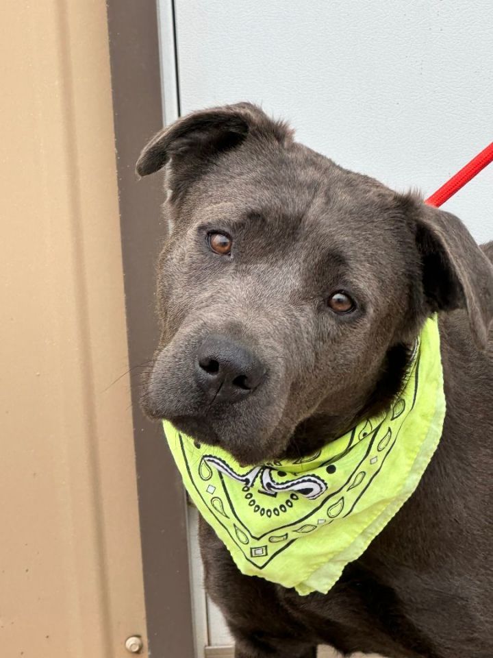 Dog for adoption BLUE a Labrador Retriever American