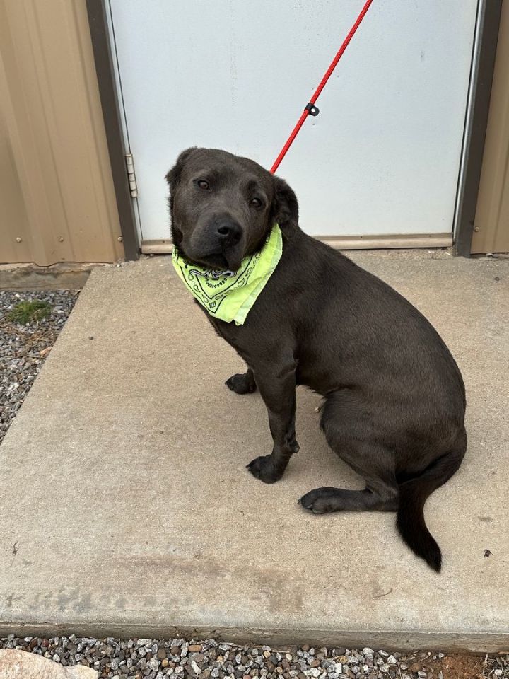 Dog for adoption BLUE a Labrador Retriever American