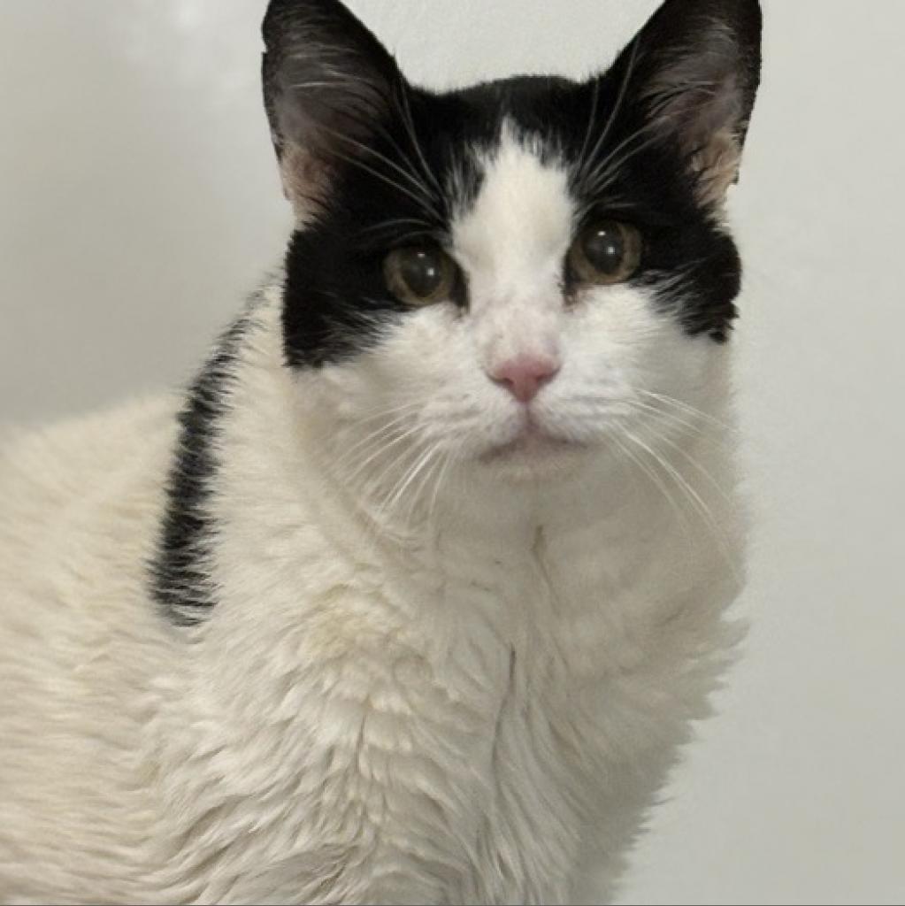 Elodie, an adoptable Domestic Medium Hair in Kanab, UT, 84741 | Photo Image 1