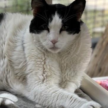 Elodie, an adoptable Domestic Medium Hair in Kanab, UT, 84741 | Photo Image 2