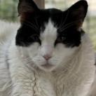 Elodie, an adoptable Domestic Medium Hair in Kanab, UT, 84741 | Photo Image 3