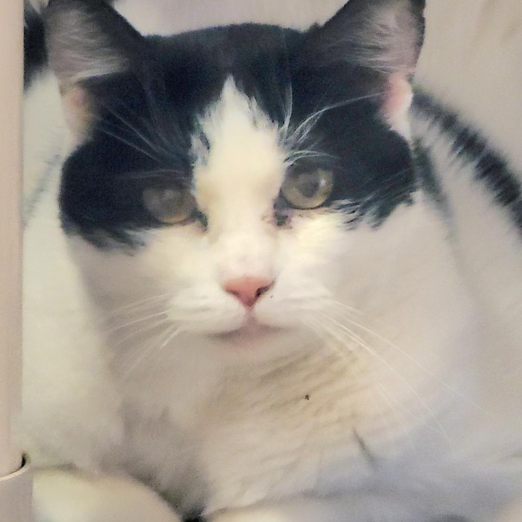Elodie, an adoptable Domestic Medium Hair in Kanab, UT, 84741 | Photo Image 4