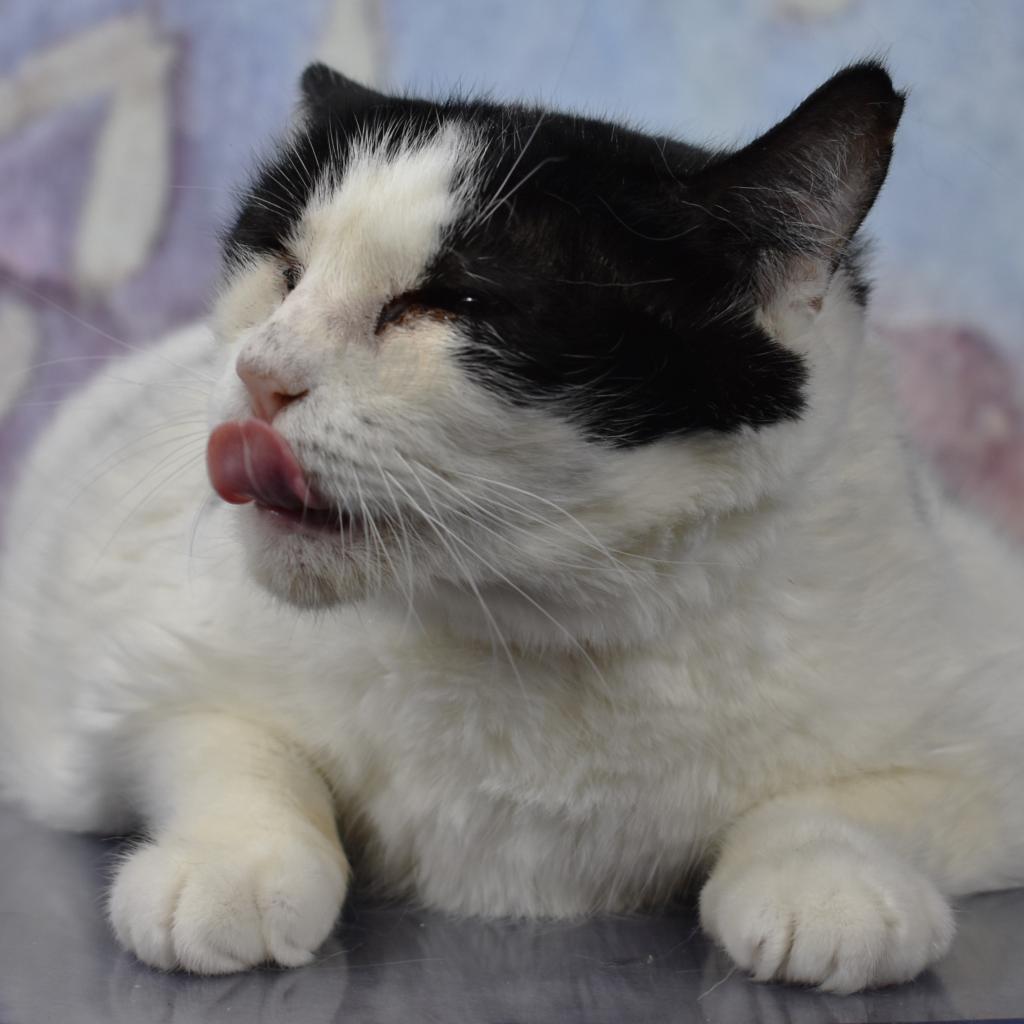 Elodie, an adoptable Domestic Medium Hair in Kanab, UT, 84741 | Photo Image 5
