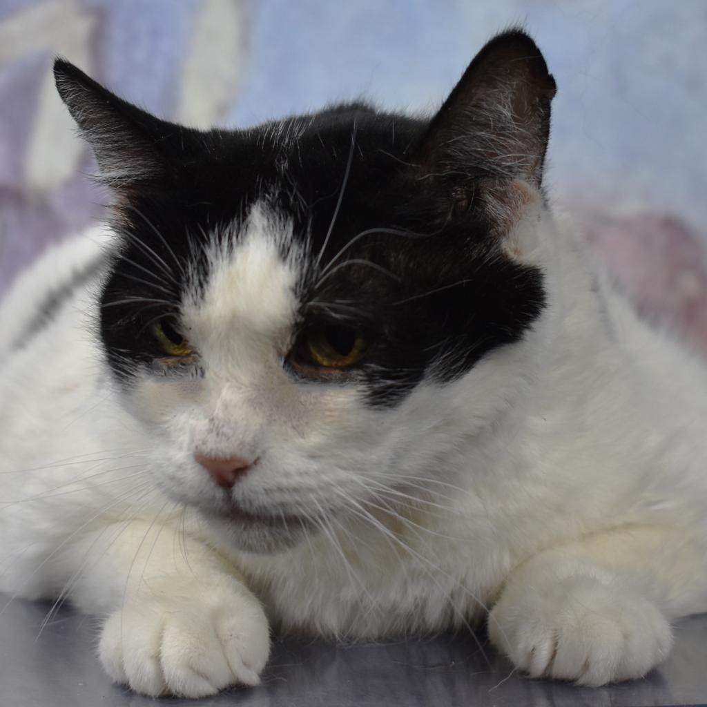 Elodie, an adoptable Domestic Medium Hair in Kanab, UT, 84741 | Photo Image 6