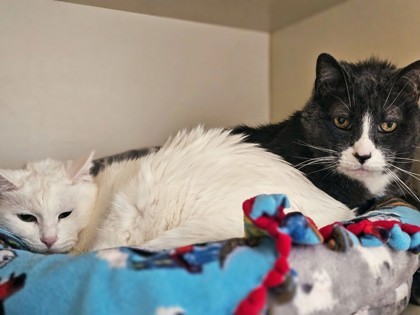 Squeaky, an adoptable Domestic Short Hair in Pequot Lakes, MN, 56472 | Photo Image 3