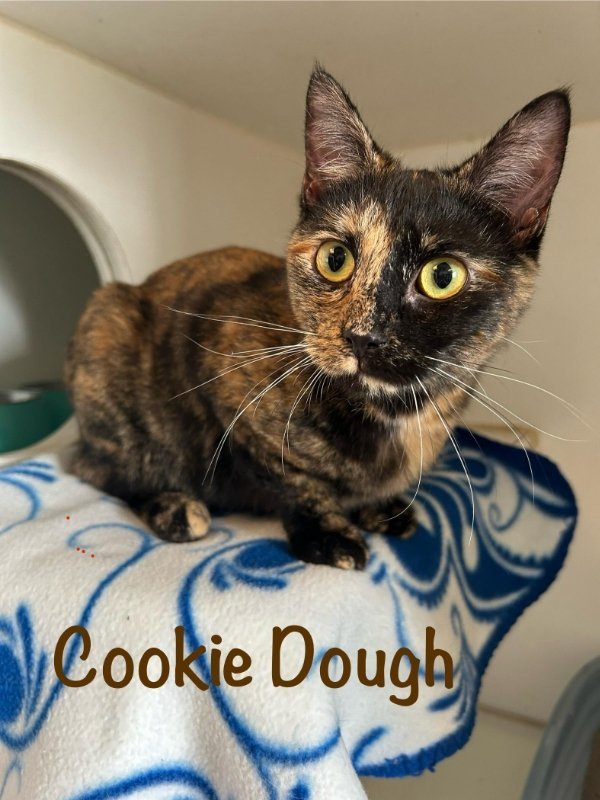 Cookie Dough (Lucky Paw)