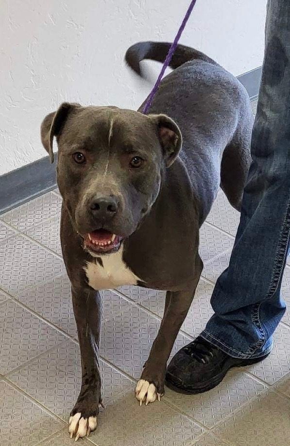 Fynn, an adoptable Pit Bull Terrier in Dodge City, KS, 67801 | Photo Image 3