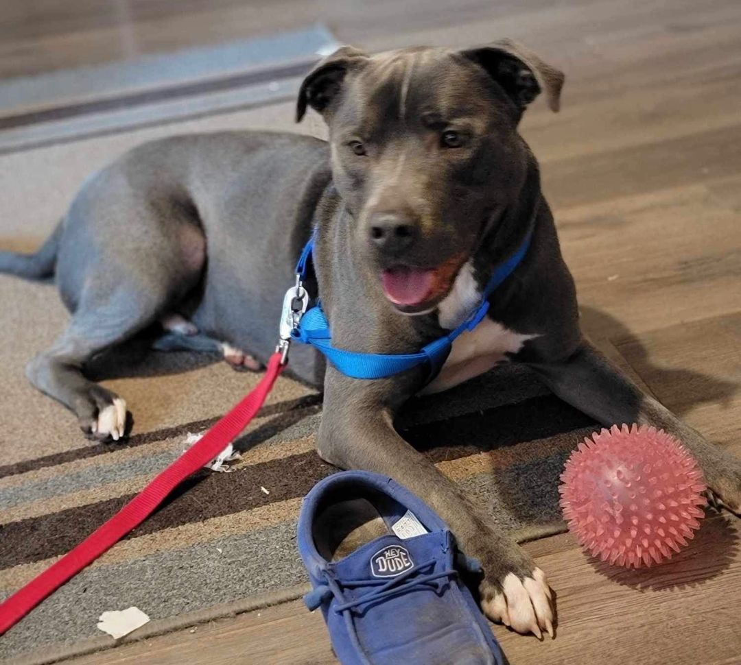 Fynn, an adoptable Pit Bull Terrier in Dodge City, KS, 67801 | Photo Image 1