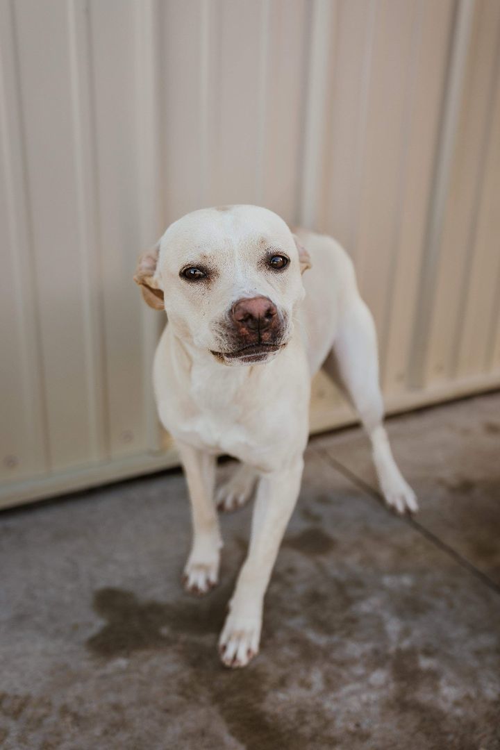 Pearl, an adoptable Pit Bull Terrier, Shepherd in Dodge City, KS, 67801 | Photo Image 1