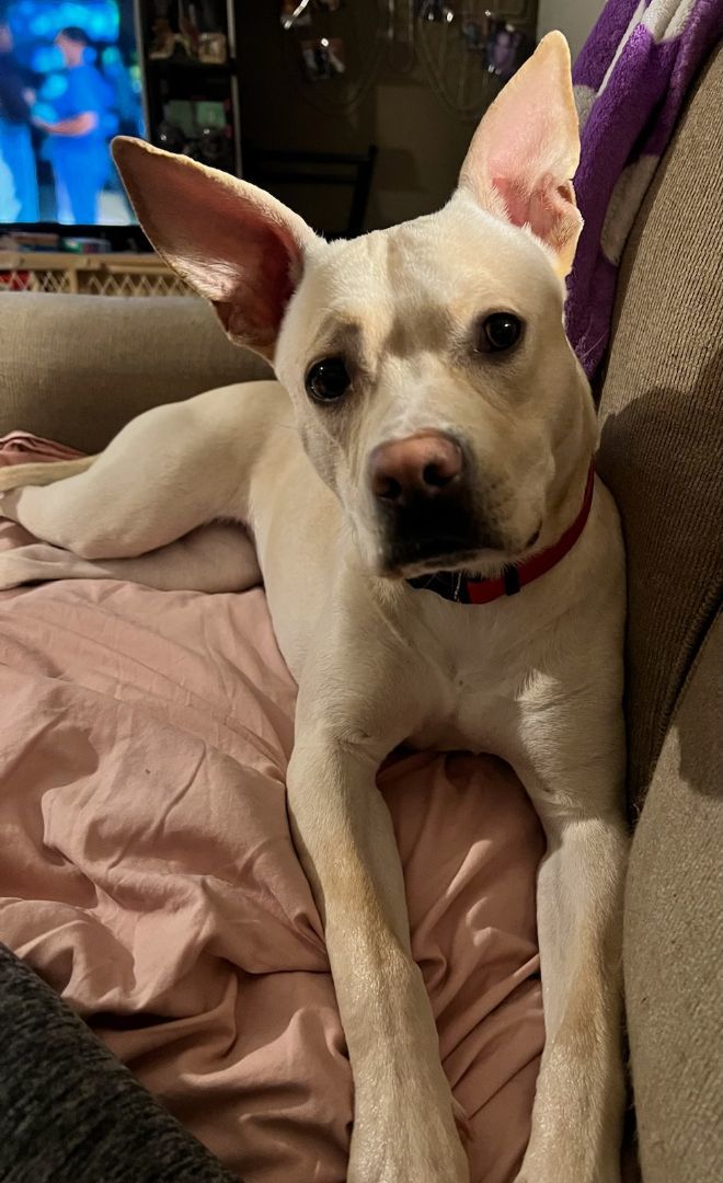 Pearl, an adoptable Pit Bull Terrier, Shepherd in Dodge City, KS, 67801 | Photo Image 3