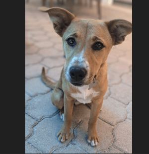 Female dogs for 2024 adoption near me