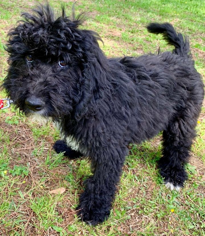 Aussiedoodle petfinder sale