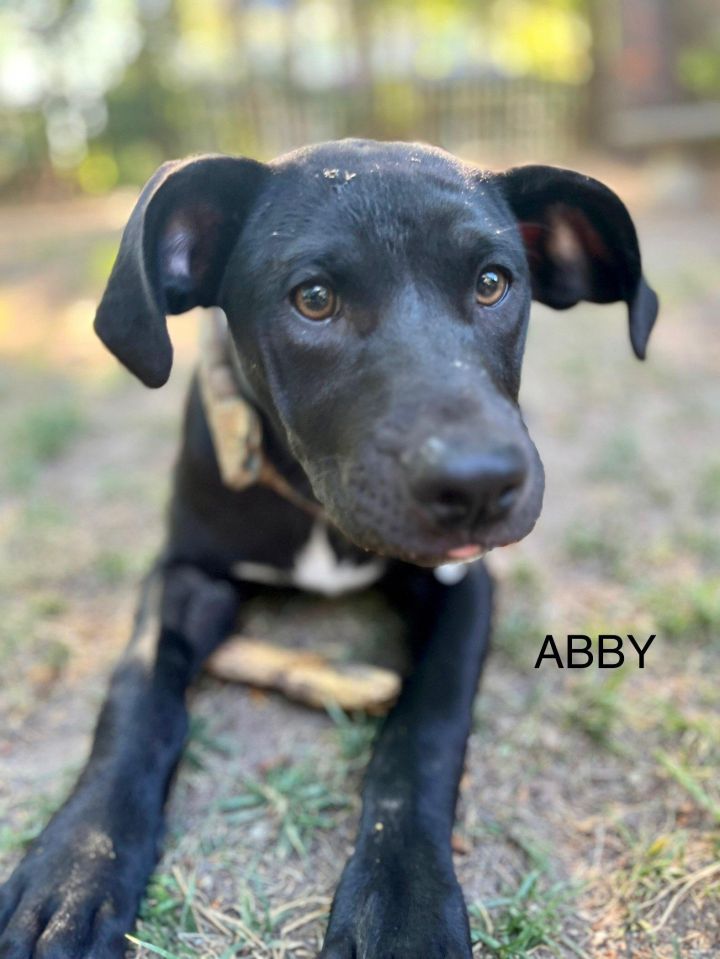 Abby - Tiny Terrier Litter 3