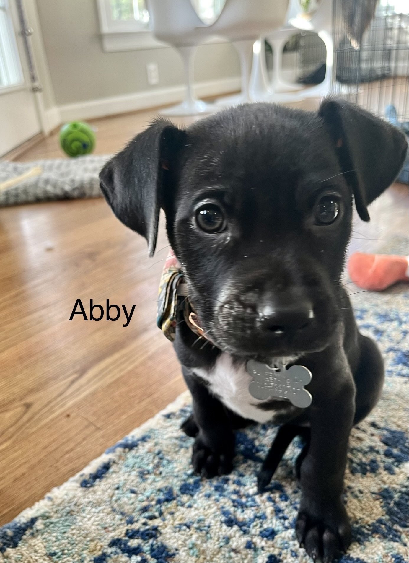 Abby - Tiny Terrier Litter
