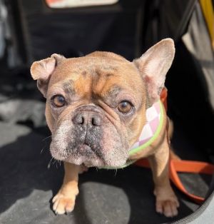 Scottie is a five to six-year-old French Bulldog looking for a forever home to call her own She is 